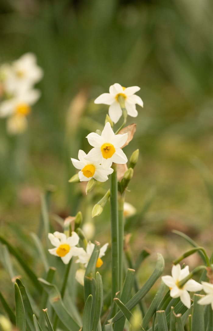 about-us A detailed view of paperwhite daffodils (Narcissus tazetta) blooming in a lush garden setting.